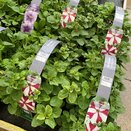 Petunia Crimson Star 6 pack