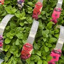 Petunia Double Mix 6 pack