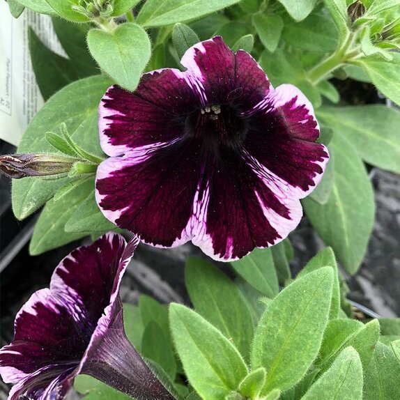 Petunia Miss Marvelous 1 litre pot