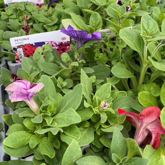 Petunia Mixed 6 pack