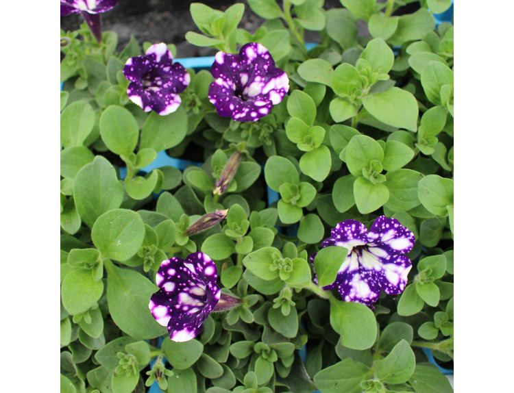 Petunia Night Sky 1 litre pot