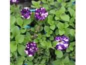 Petunia Night Sky 1 litre pot