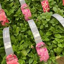 Petunia Pink 6 pack
