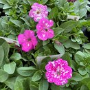 Petunia Pink Sky 1 litre pot