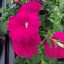 Petunia Pinkalicious 1 litre pot