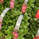Petunia Rose Star 6 pack