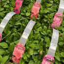 Petunia Salmon Veined 6 pack