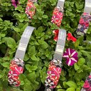 Petunia Star Mix 6 pack