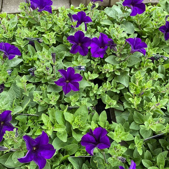 Petunia Surfinia Blue 10.5cm pot