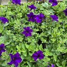 Petunia Surfinia Blue 10.5cm pot