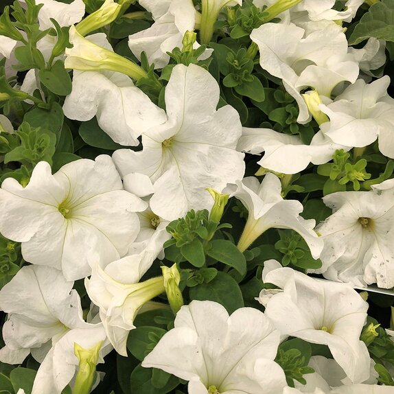 Petunia Surfinia White 10.5cm pot