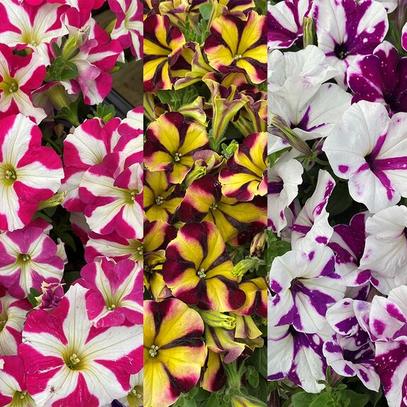 Petunia varieties