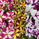 Petunia varieties