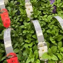 Petunia White 6 pack