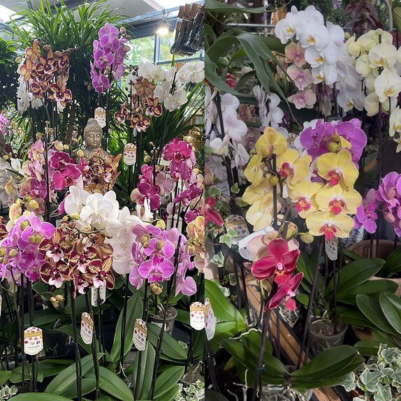 Phalaenopsis 3 branch mixed