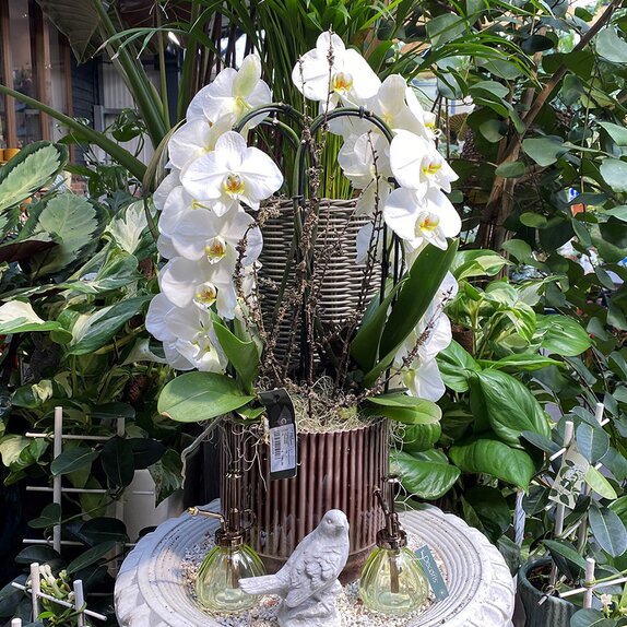 Phalaenopsis arrangement Fontano Versailles - image 1