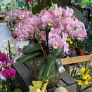 Phalaenopsis arrangement Fontano Versailles - image 2