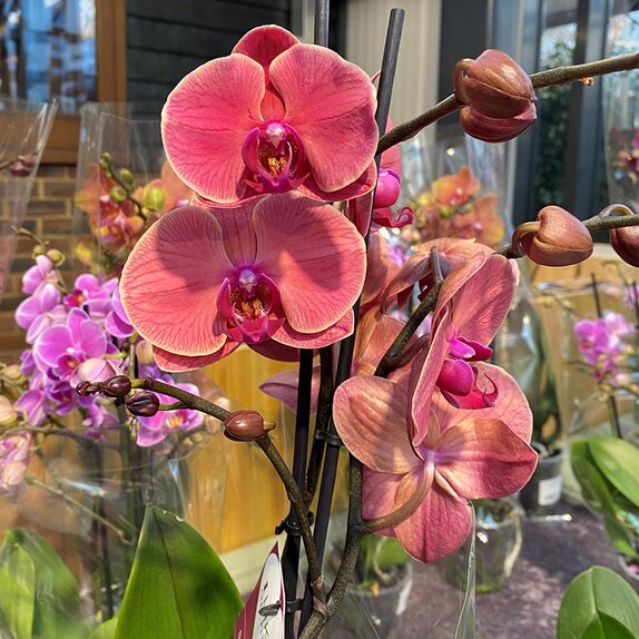 Phalaenopsis 'Asian Coral' 2 branch