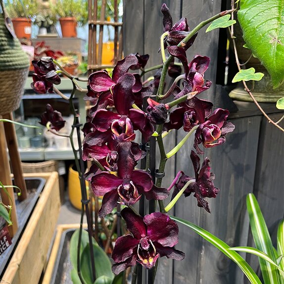 Phalaenopsis Black