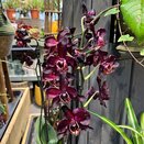 Phalaenopsis Black