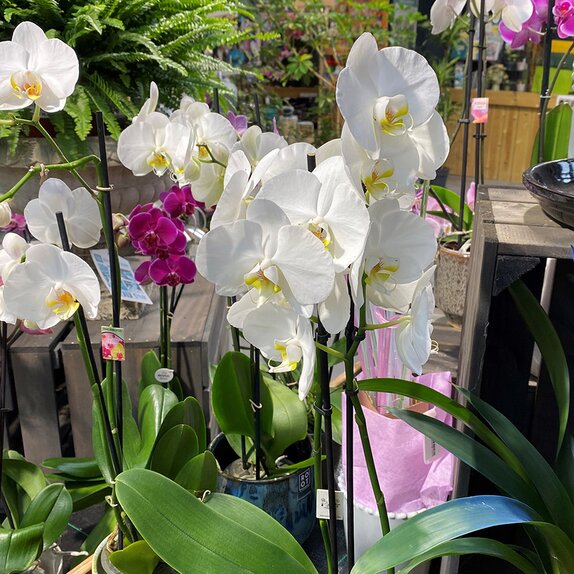 Phalaenopsis hybrid White