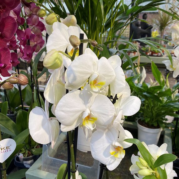 Phalaenopsis Orchid White Large