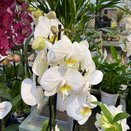 Phalaenopsis Orchid White Large