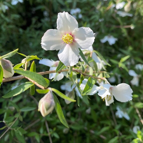 Philadelphus maculatus Sweet Clare