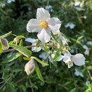 Philadelphus maculatus Sweet Clare