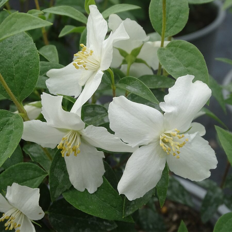 Philadelphus Silver Showers Knights Garden Centres