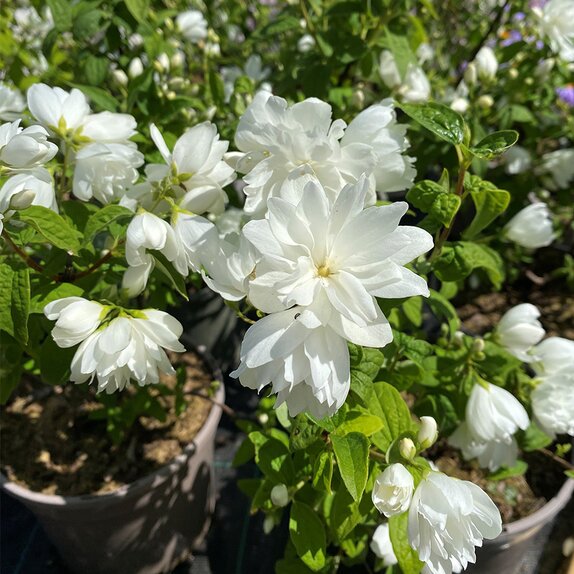 Philadelphus Snowbelle - image 1