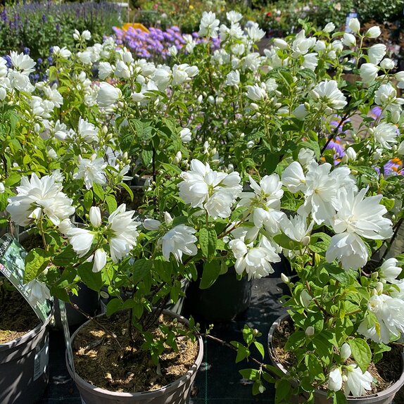 Philadelphus Snowbelle - image 2