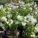 Philadelphus Snowbelle - image 2