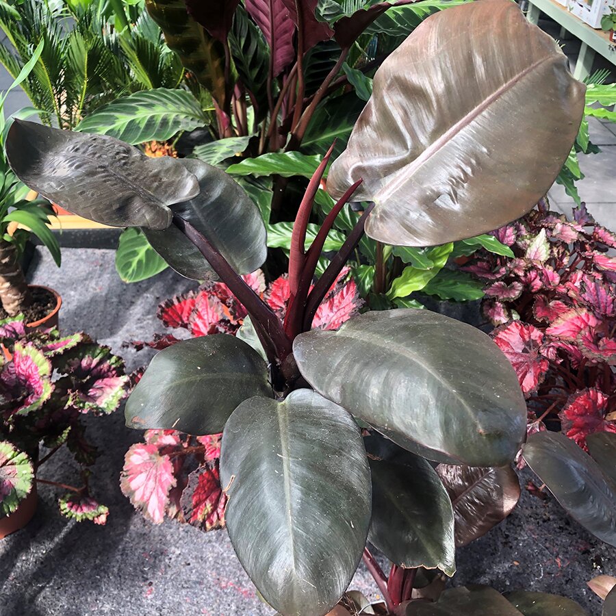 Philodendron 'Black Cardinal' Knights Garden Centres