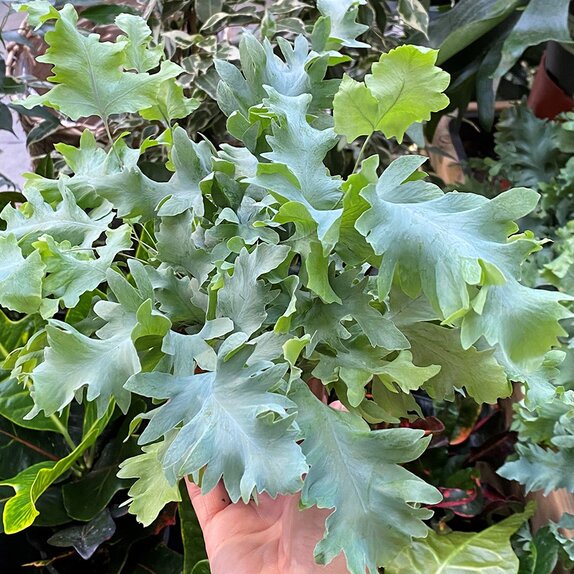 Phlebodium aureum 'Blue Star'