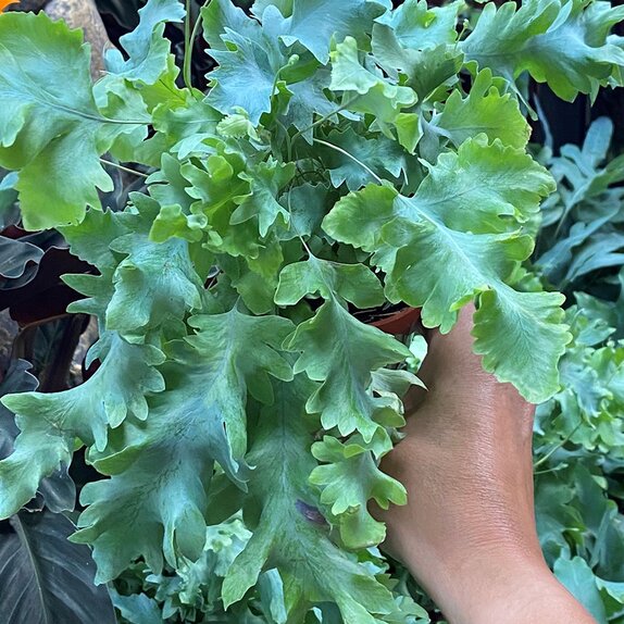 Phlebodium aureum 'Davana' Air So Pure