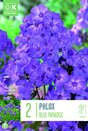 Phlox Blue Paradise
