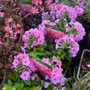Phlox paniculata Famous Pink
