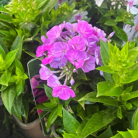Phlox paniculata Famous Purple
