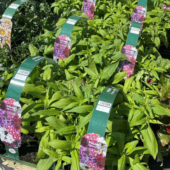 Phlox Popstars Mix Jumbo 6 pack