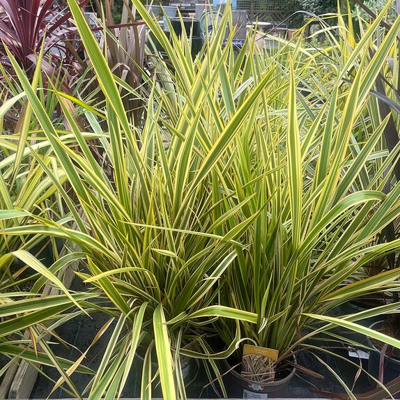 Phormium Golden Ray