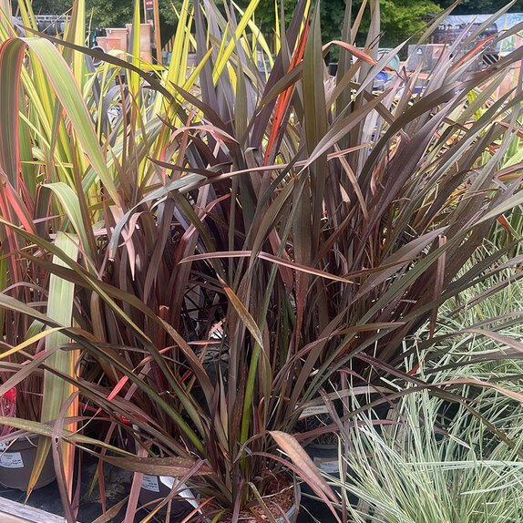 Phormium  Platt's Black