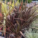 Phormium  Platt's Black