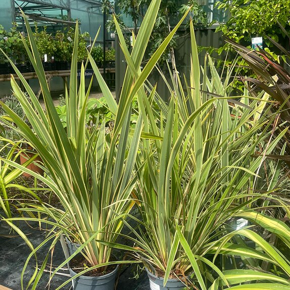 Phormium Wings of Gold