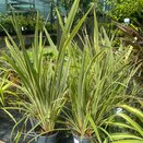 Phormium Wings of Gold