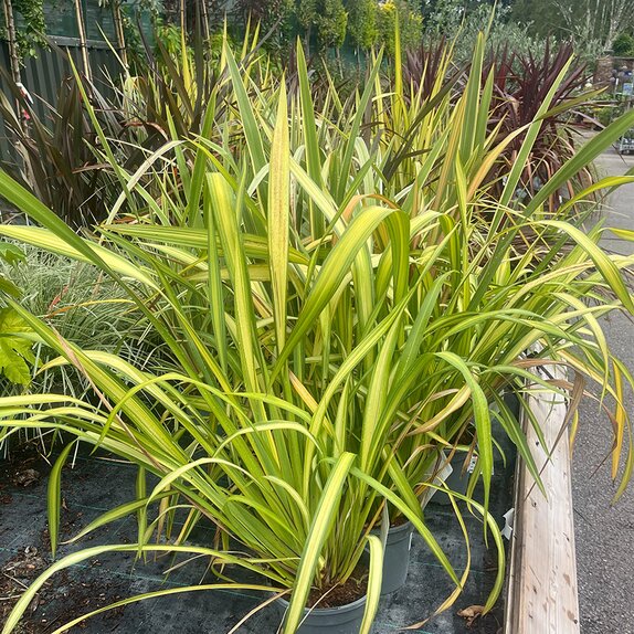 Phormium Yellow Wave