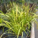 Phormium Yellow Wave