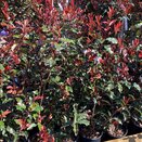Photinia Fraseri Magical Volcano - image 1