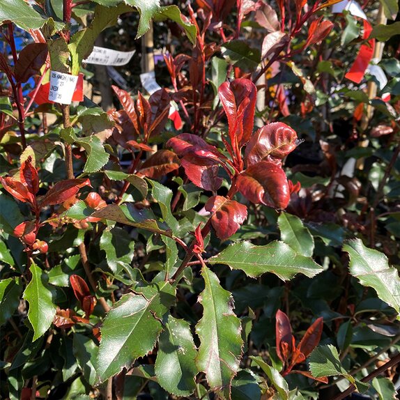 Photinia Fraseri Magical Volcano - image 2