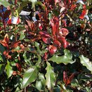Photinia Fraseri Magical Volcano - image 2